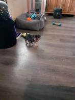 Yorkshire terriër pup ,nog 1 reutje, Dieren en Toebehoren, Honden | Jack Russells en Terriërs, Yorkshire Terriër, Reu, 8 tot 15 weken