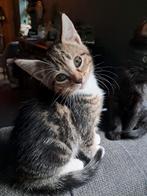 5 Europese korthaar kittens, Meerdere dieren
