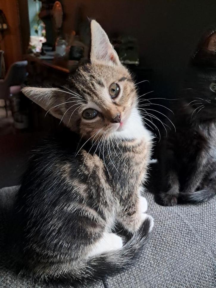 5 Europese korthaar kittens, Dieren en Toebehoren, Katten en Kittens | Overige Katten, Meerdere dieren