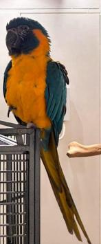 Caninde Blauwkeel Ara Pop, Dieren en Toebehoren, Vrouwelijk, Papegaai, Geringd