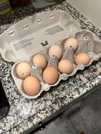 Usa zijdehoen kriel broedeieren, Dieren en Toebehoren, Pluimvee, Geslacht onbekend, Kip