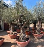 Olijfboom druif palmboom druivenstruik olijf leiboom laurier, Tuin en Terras, Planten | Bomen, Volle zon, Ophalen of Verzenden