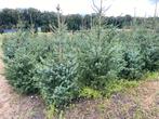 kerstboom Servische spar Picea omorika kerstden, Tuin en Terras, Planten | Bomen, Bloeit niet, Overige soorten, Minder dan 100 cm