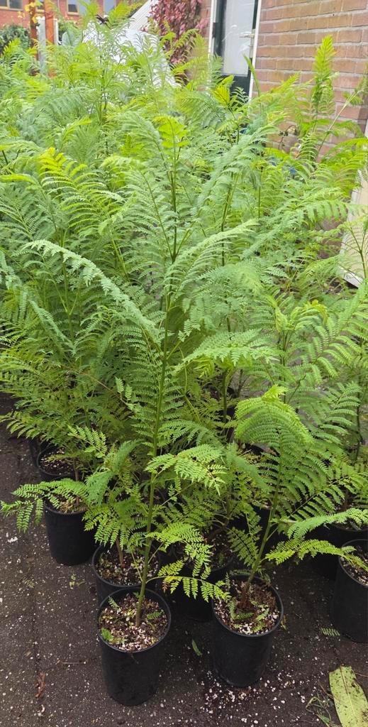 Jacaranda zaailingen en planten., Tuin en Terras, Planten | Bomen, Overige soorten, 100 tot 250 cm, Volle zon, Zomer, Ophalen of Verzenden
