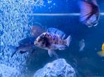 Malawi cichlide snel ophalen voor een goeie prijs!, Dieren en Toebehoren, Vissen | Aquariumvissen, Vis