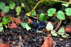 Prachtige Dendrobates Tinctorius Nominaat nakweek, Dieren en Toebehoren, Reptielen en Amfibieën, Amfibie, 0 tot 2 jaar
