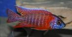 Malawi Cichliden: Aulonocara red Rubin, Vis, Zoetwatervis