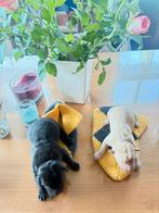 Labrador pups, 8 tot 15 weken, Labrador retriever, Meerdere, Meerdere dieren