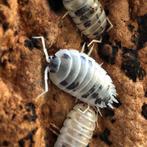 Porcellio laevis dairy cow isopods - pissenbedden