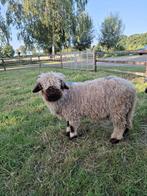 Walliser schwarznase ramlammeren, Mannelijk, Schaap