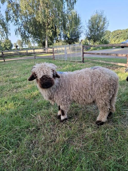Walliser schwarznase ramlammeren, Dieren en Toebehoren, Schapen, Geiten en Varkens, Schaap, Mannelijk