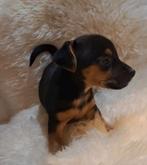 Zeer goed gesocialiseerde jack russel puppys black and tan, Jack Russell Terriër, Reu, 8 tot 15 weken, Meerdere