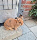 Goed huisje gezocht voor raszuiver dwergkonijntje vrouwtje, Vrouwelijk, Dwerg