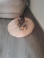 Biewer yorkshire terrier, Dieren en Toebehoren, Honden | Jack Russells en Terriërs, Yorkshire Terriër, Particulier, Rabiës (hondsdolheid)