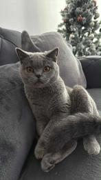 Brits korthaar, Dieren en Toebehoren, Katten en Kittens | Overige Katten, Poes