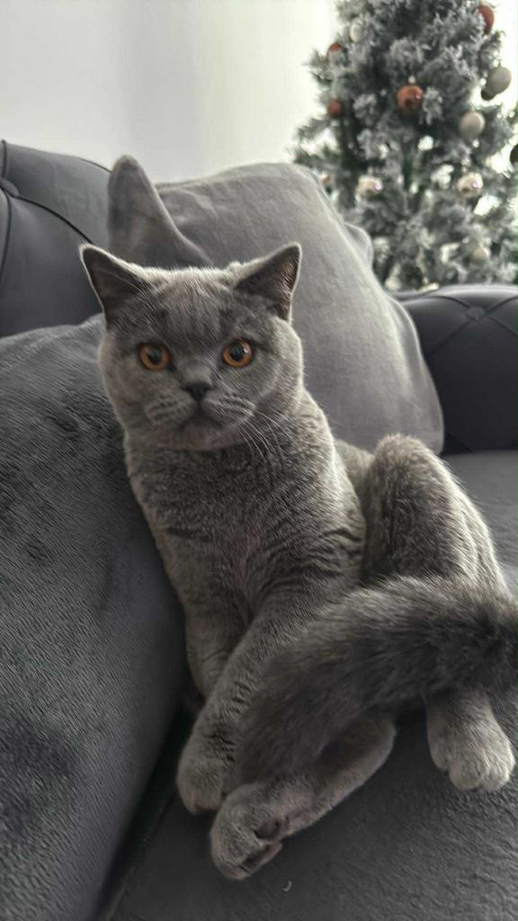 Brits korthaar, Dieren en Toebehoren, Katten en Kittens | Overige Katten, Poes