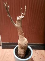 Adansonia digitata, Baobab tree, senegal plant, very rare, Verzenden, Overige soorten, Volle zon, Minder dan 100 cm