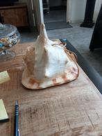 Grote koningschelp lamp mooie exemplaar, Ophalen of Verzenden, Minder dan 50 cm