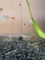 Glas roodvin zalm 8 stuks, Dieren en Toebehoren, Vis