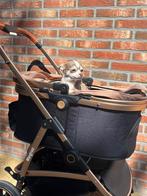 Mooi Chihuahua meisje, Dieren en Toebehoren, CDV (hondenziekte), Teef, Eén hond, Chihuahua
