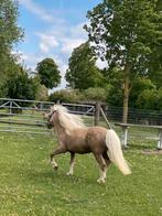 amha/nmprs kinderpony stamboek hengst, Dieren en Toebehoren, Gechipt, Hengst, A pony (tot 1.17m), 3 tot 6 jaar