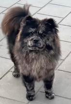 CHOW CHOW PUP NOG EEN MERLE TEEFJE, Dieren en Toebehoren, Honden | Poolhonden, Keeshonden en Oertypen, Overige rassen, 8 tot 15 weken