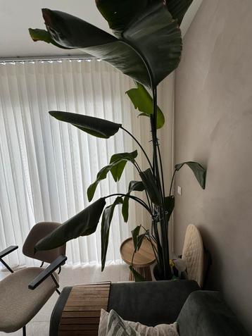Strelitzia nicolai beschikbaar voor biedingen