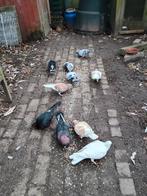 Duiven te koop, Dieren en Toebehoren, Meerdere dieren, Overige soorten