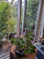 Ernstii Bonsai - Prachtige kamerplant!, Ophalen of Verzenden