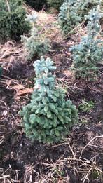 Kerstbomen aanplant 8 jaar, Tuin en Terras, Planten | Bomen, Ophalen