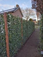 Hedera kant en klaar  schermen 120x200 /120x180/120x150 /, Ophalen of Verzenden, Overige soorten, 100 tot 250 cm