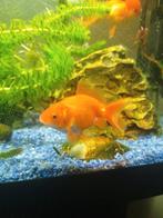 1 goudvis,2 waterslakken en 2 sluierstaart vissen, Dieren en Toebehoren, Vis