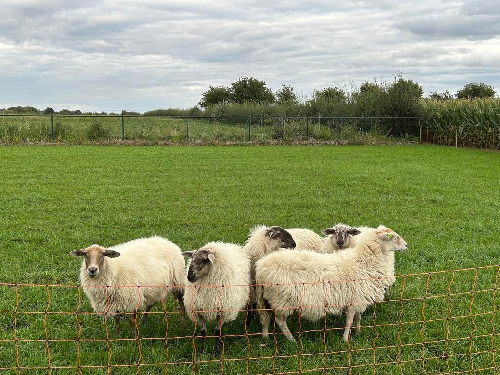 Schapen begrazing aangeboden, Meerdere dieren, Schaap