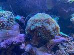 Euphyllia ancora hamer koraal met blauwe of paarse toppen, Zoutwatervis