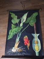 schoolplaat Jung Koch Quentell linnen rolschoolplaat, Ophalen of Verzenden, Natuur en Biologie