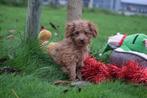 Cavapoo pups nieuw nestje, 15 weken tot 1 jaar, Buitenland, Parvo, Meerdere