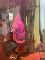 2  Oscars, Dieren en Toebehoren, Vissen | Aquariumvissen, Vis, Zoetwatervis