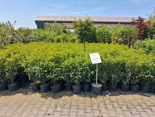 Prunus lusitanica angustifolia 90cm hoog!! Portugese laurier, Tuin en Terras, Planten | Struiken en Hagen, Struik, Laurier, Minder dan 100 cm