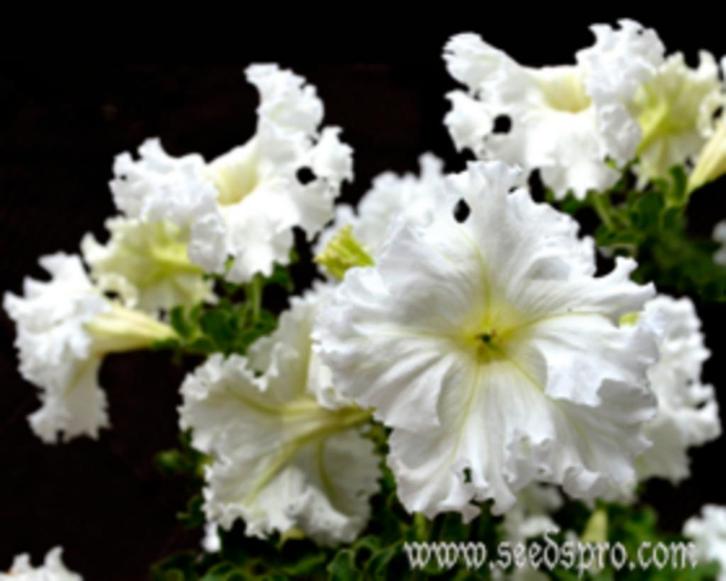 Petunia Show Queen, Tuin en Terras, Bloembollen en Zaden, Zaad, Voorjaar, Volle zon, Ophalen of Verzenden