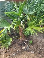 Palmbomen wagnerianus, Ophalen of Verzenden, Zomer, Overige soorten