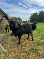 Zwarte stamboek ram 2024, Dieren en Toebehoren, Schapen, Geiten en Varkens, Mannelijk, Schaap
