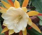 epiphyllum cactus  college queen gewortelde stekken, Huis en Inrichting, Kamerplanten, Minder dan 100 cm, Bloeiende kamerplant