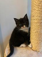 Lieve kruising ragdoll kittens, Dieren en Toebehoren, Katten en Kittens | Overige Katten, Meerdere dieren, Langharig