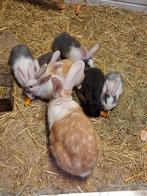 Duitse reuzenboom in verschillende kleuren te koop, Januari, Meerdere dieren, Chinchilla