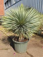 Aanbieding yucca rostrata, 100 tot 250 cm, Zomer, Palmboom, Ophalen
