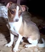 ACE: Ratita is een klein poppemieke, Dieren en Toebehoren, Particulier, Rabiës (hondsdolheid), 15 weken tot 1 jaar, Buitenland