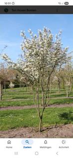 Krentenboompjes, Tuin en Terras, Planten | Bomen, Ophalen, Volle zon, Overige soorten