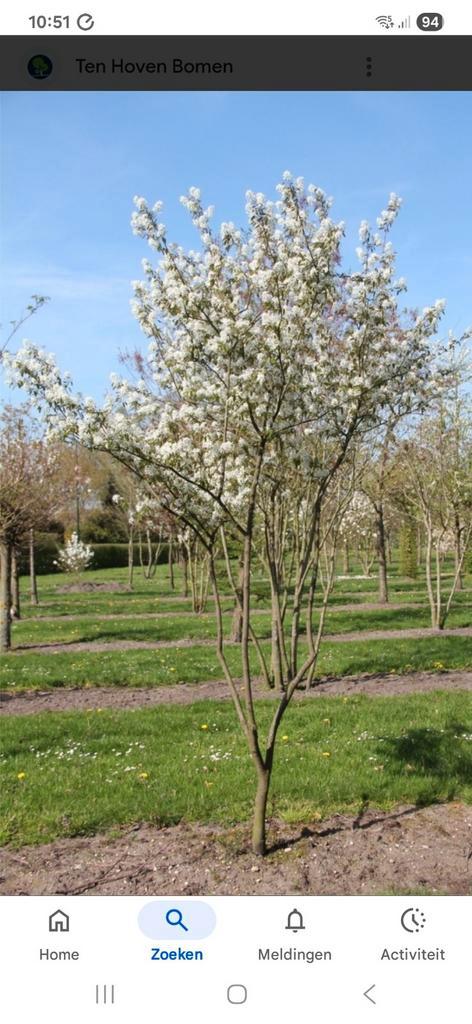 Krentenboompjes, Tuin en Terras, Planten | Bomen, Overige soorten, Volle zon, Ophalen