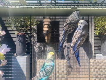 Vogelkooi met 4 parkieten beschikbaar voor biedingen