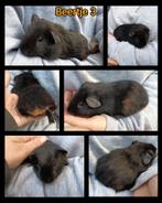Cavia beertje van 11 september, September, Mannelijk, Cavia
